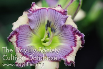 Daylily Blue Wrangler